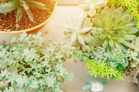 Succulent plant green garden in small in pot for home decoration with morning sun light top view.の写真素材