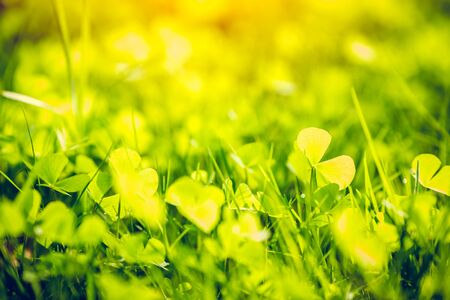 green plant nature blur for background postcard wallpaper.の写真素材