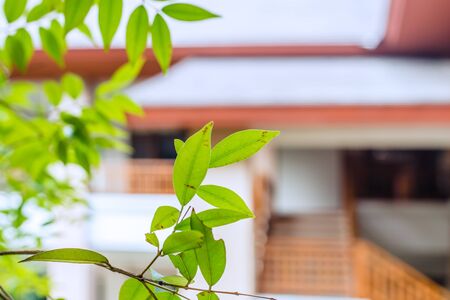 Green home eco living tree plant for cooling home space concept.の写真素材