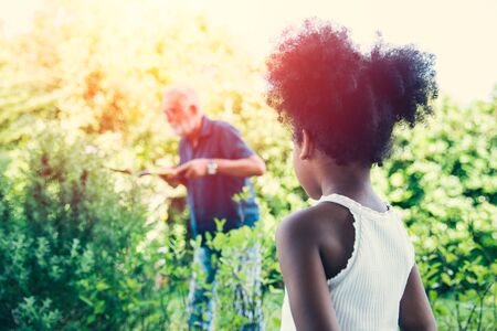 little girl daughter interesting and looking her grandfather uncle gardening trimming the bushes shrub tree.の写真素材