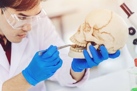 Physical anthropology Scientist study human teeth in ancient skull to define bone age in science labの写真素材