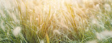 Grass meadow softly sunrise or sunset wide panorama for natural banner background.の写真素材