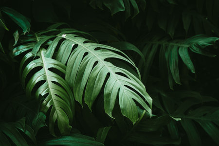 Tropical green leaves of monstera or split-leaf philodendron rainforest plant leaf.の写真素材