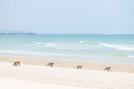 Family Monkey animal walking on the sea coast sand beach in summer season.の写真素材