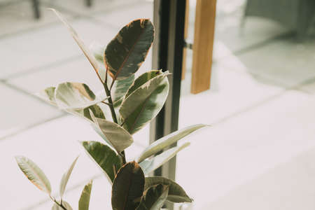 Indian Rubber Variegata Plant Ficus elastica plant leaf, modern minimal home nature decoration tree.の写真素材