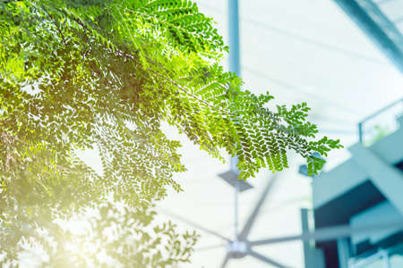 modern building cool from green trees, plant cooling chill and ozone air conditioner carbon filter inside office or indoor park concept.の写真素材