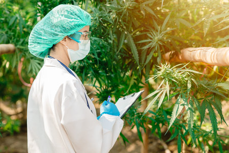Agriculture Scientist researcher working with Sativa Cannabis plant farm research for plantation and...
