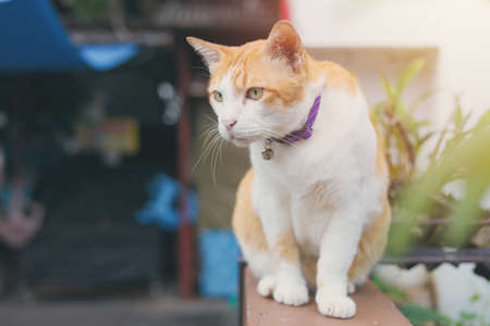 Domestic Asian cat healthy young pet sitting with copy spaceの写真素材