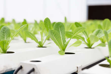 Organic Green Cos fresh baby plant sprout in nursery hydro farming agricultureの写真素材
