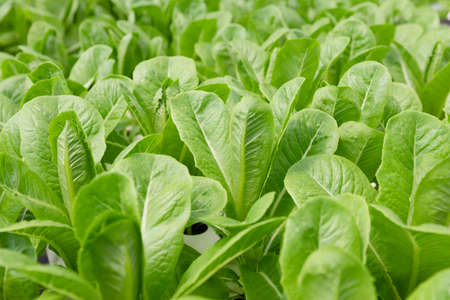 Green Cos fresh organic vegetable planted in hydroponic farm.の写真素材