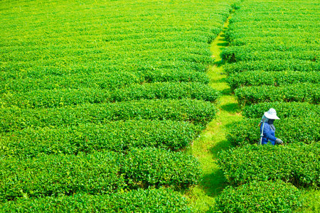 worker plucking tea leaf in fresh green tea agriculture field in nature mountainの写真素材