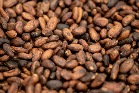 Theobroma cacao bean roasted nut seed for Chocolate making raw materialの写真素材