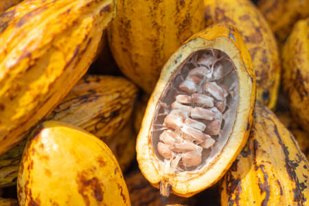 Fresh Cocoa fruit with Chocolate bean. Theobroma fruit ripe plant seed.の写真素材