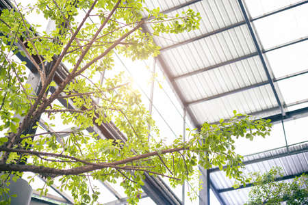 Eco building or Green office plant, indoor tree and garden for air cleaning ozone refreshing.の写真素材