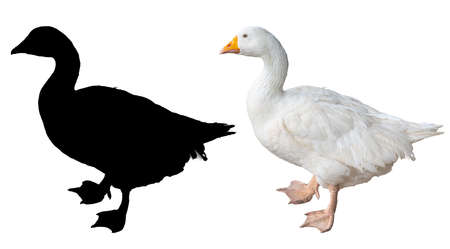 duct, farm animal isolated on white background with silhouette shadow alpha channel for clippingの写真素材