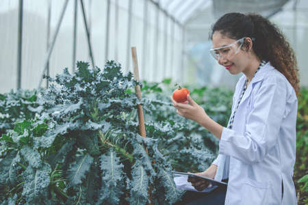 Agriculture plant science technology research and development concept.の写真素材