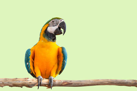 macaw parrot bird smile catch on wood tree branch colorful animal isolated with clipping pathの写真素材