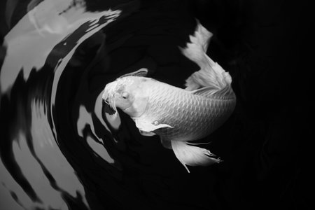 butterfly koi fish white platinum color in black pond with motion of water wave art and zenの写真素材
