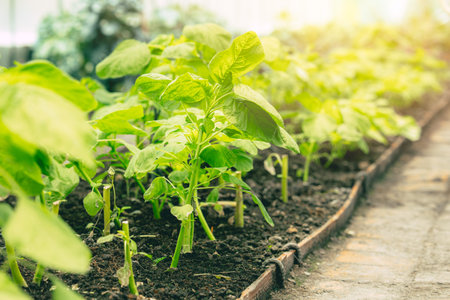 closeup green vegetable plant tree in agriculture farm for farming industry background.