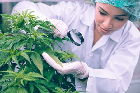 Cannabis Sativa or Cannabis Indica medical plant farming agriculture with scientist working hemp flower bud research for medicine.の写真素材