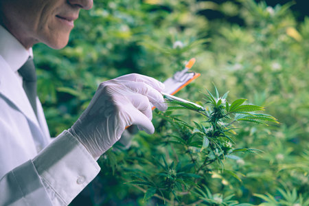 Cannabis Sativa or Cannabis Indica medical plant farming agriculture with scientist working hemp...