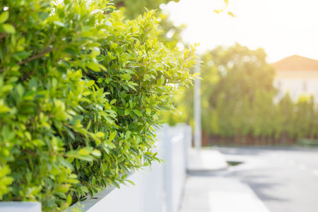 green tree fresh air with plant tree for good environment in the house village living with nature...