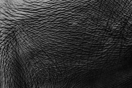 Elephant Skin Material Texture for Background. Asian Elephant Mammal Skin Textures. Closeup High Detail Beautiful Wild Elephant Texture Animal Leather Pattern.の素材 [FY310207083057]