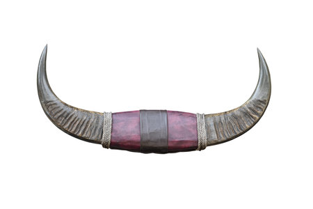 Asian buffalo horn couple wild animal carabao horns for decoration isolated on white backgroundの写真素材