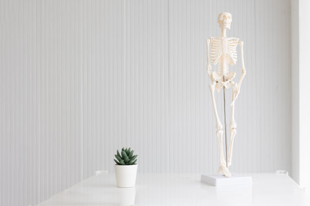 modern cozy bright physician doctor room with physical skeleton figure model for living lifestyle backgroundの写真素材