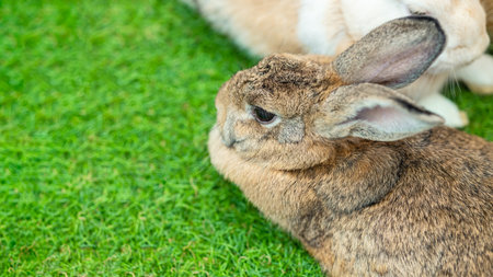 Cute Bunny domestic exotic pet, Flemish Giant Rabbit on green grass field with copy space for text.の写真素材