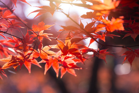 Beautiful red maple leaf autumn season travel landmark destination in Kyoto Japan november.