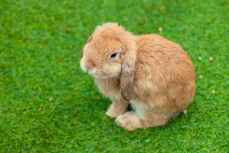 Cute Bunny domestic exotic pet, French Lop baby Rabbit single sitting on green grass field with copy space for text.の写真素材