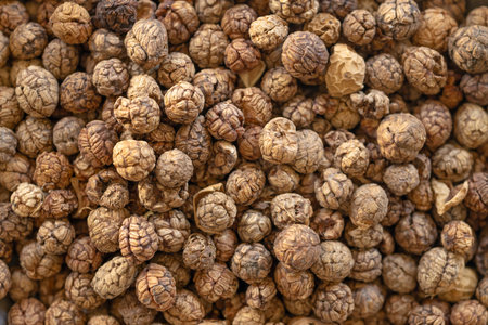 Dried seed herb spices, Amomum villosum Lour. Bustard cardamom, Tavoy cardamom,Zingiberaceae, Thai...