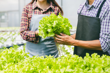 closeup farmer hand cultivate holding baby green plant fresh in hydroponic plant nursery farm, modern clean eco agriculture business industry conceptの写真素材
