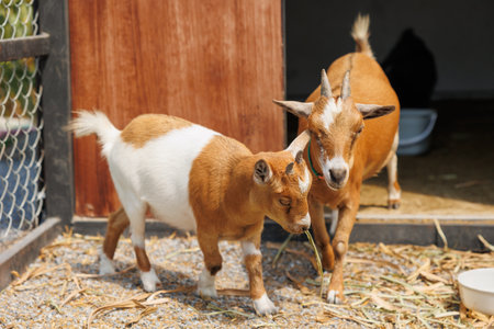 Young goat brown color portrait animal farm, Domestic goats.の写真素材