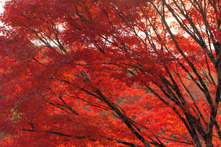 Beautiful autumn landscape. Colorful foliage in autumn. Falling maple leaf seasons. yellow orange...