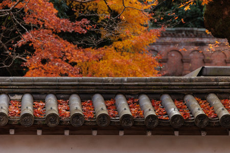 Beautiful autumn landscape. Colorful foliage in autumn. Falling maple leaf seasons. yellow orange red Maple leaves autumn at Kyoto Japan.の写真素材