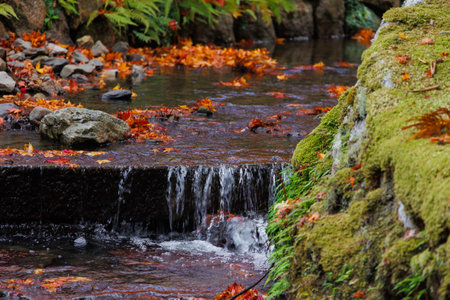 Beautiful autumn nature, red orange maple leaf drop on the river water fall with fern moss moisture natural backgroundの写真素材