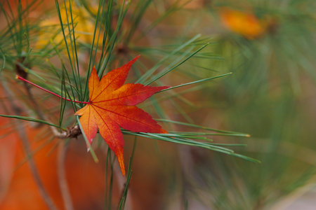 Beautiful Red maple leaves in autumn with pine tree, Japanese garden in Kyoto Japan for background.