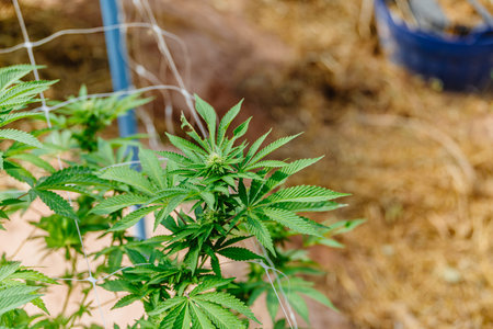 Hemp agriculture plant growing in farm sativa. Herbal green tree nursery in green house in Asian...