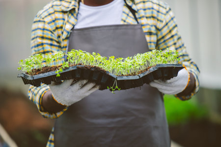 Closeup farmer worker holding vegetable sprout green plant nursery for organic green food plantation...