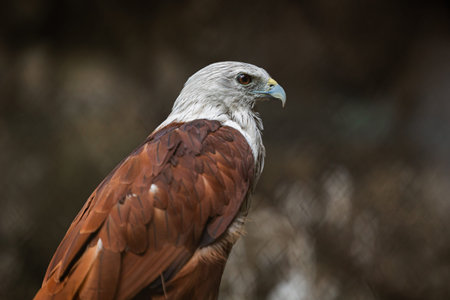 Brahminy Kite, Haliastur indus, Small red hawk eagle, Predator bird of Prey in Southeast Asia