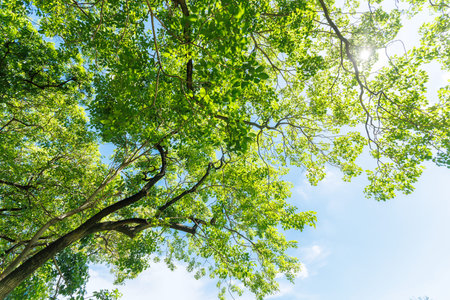 Nature of green leaf cover in garden summer. Chlorophyll photosynthesis, Fresh eco Green Environment...
