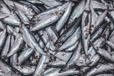Small size of Sardine, Mackerel, Tuna fish for fish can food factory market, Sea fish for food texture pattern for backgroundの写真素材