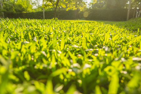 Lawn, backyard, lush green grass with morning sunlight. Natural background