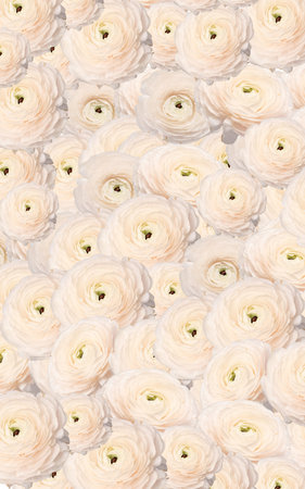 white ranunculus powdery flower many ranunculus bouquet