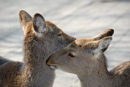 couple (deer considered a sacred animal in Japan at Nara & Miyajima)の写真素材
