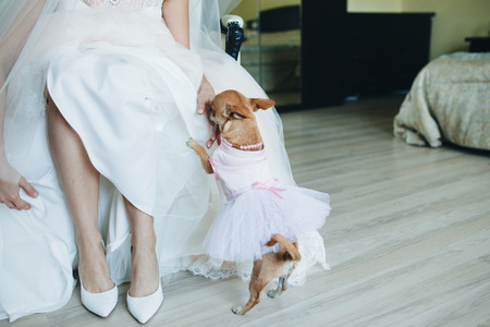 cute dog with brideの写真素材