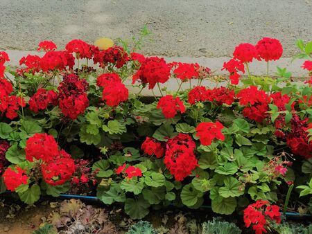 colorful red flowers.の写真素材