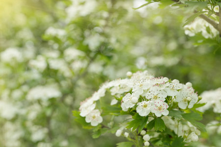 Flowering hawthorn, in spring. closeup. Hawthorn Crataegus on a blurred background. Common hawthorn, Crataegus monogyna.Side view, copy space for text, product place.Nature, bloomiの写真素材